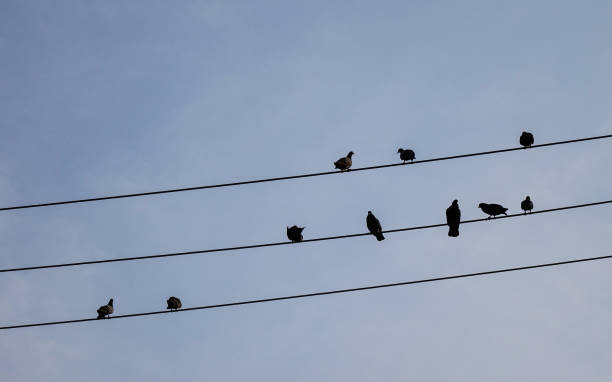 istock Group of birds sitting on wires 1614361660
