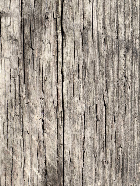 wood surface - bark tree cross section wood imagens e fotografias de stock