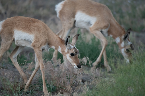 Pronghorn Antelope Herd Eating/Feeding/Foraging for Food on Hillside in Yellowstone