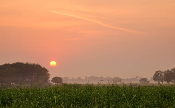istock Tree on the green field in sunrise 1614386940
