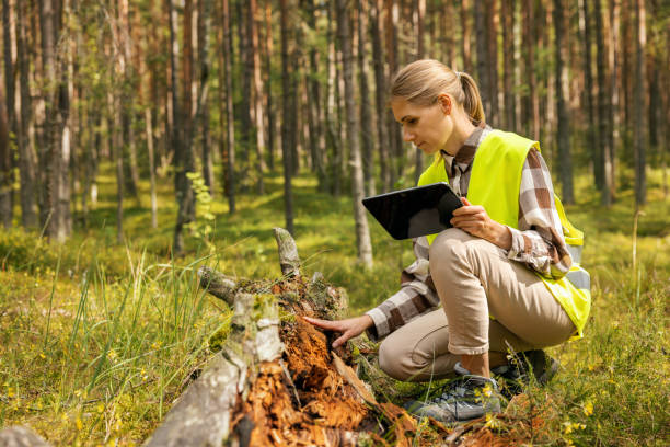 forest ecosystem. female forestry worker inspecting old fallen tree, forester at work forest ecosystem. female forestry worker inspecting old fallen tree, forester at work park ranger stock pictures, royalty-free photos & images