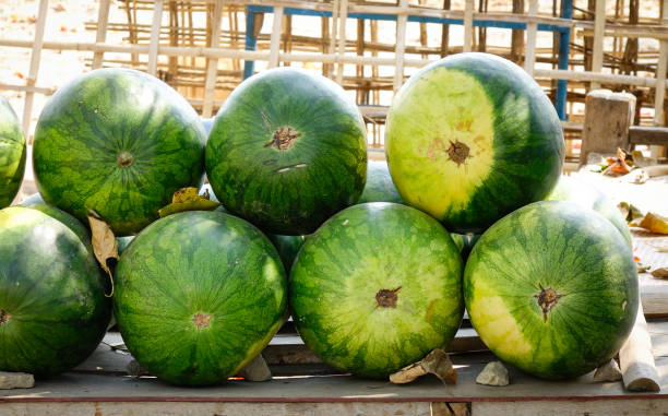istock Many big sweet green watermelons 1614387994