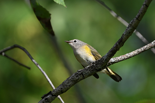 Close up of a female or juvenile American Redstart warbler sitting perched in a tree