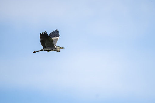 A flying Grey heron (ardea cinerea) with open wings