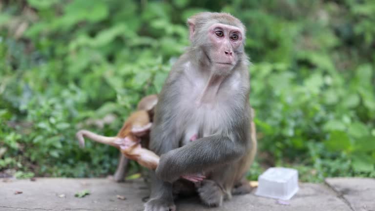 Wildlife Monkey Portrait