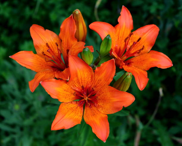istock Splendid orange Lily flowers in bloom 1614394459