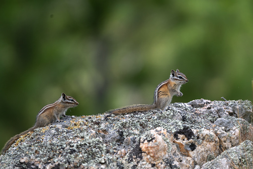 Two Least Chipmunks Standing Guard on Rock in Custer State Park of South Dakota