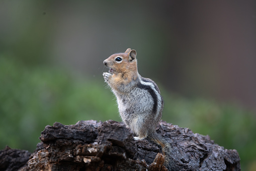 Chipmunk sitting on rock in the forest