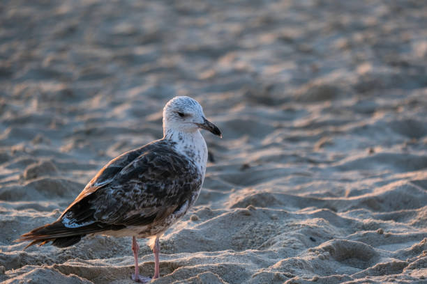 Seagull on the coast of Jurmala beach