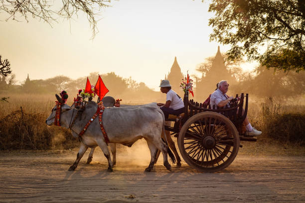 Bagan, Myanmar - Feb 19, 2016. An ox cart running on dusty road at sunset in Bagan, Myanmar. Bagan in central Burma is one of the worlds greatest archeological sites.