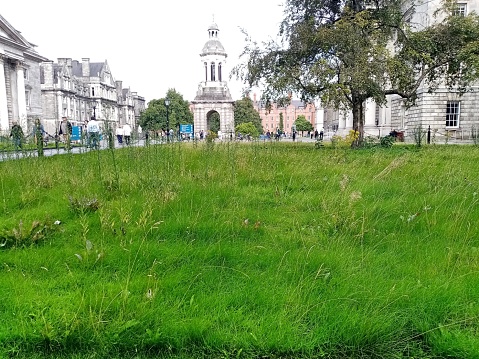 11th August 2023, Dublin, Ireland. Trinity College showing rewilding  plot, allowing wildflowers to grow in place of a cultivated lawn .