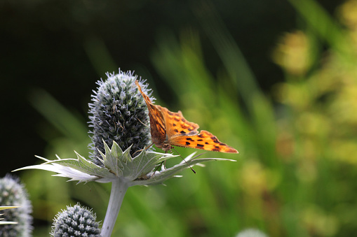 Comma butterfly on sea holly flower with copy space
