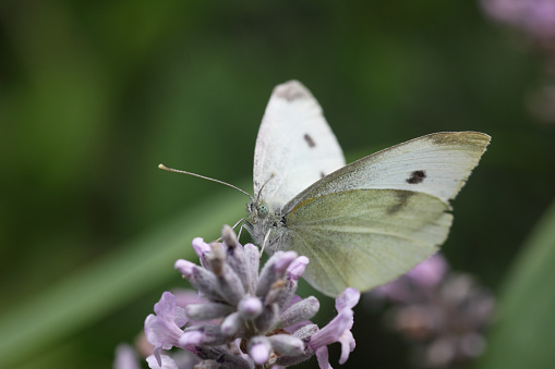 Green veined white butterfly on a lavender flower