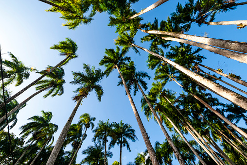 Garden of Palms (Palmentuin) in Paramaribo, Suriname, South America