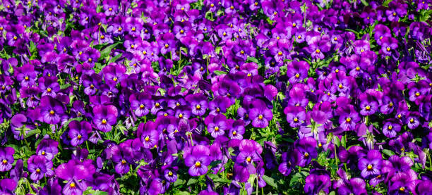 belle fleur de pensée violette sous la lumière du soleil - 7656 photos et images de collection