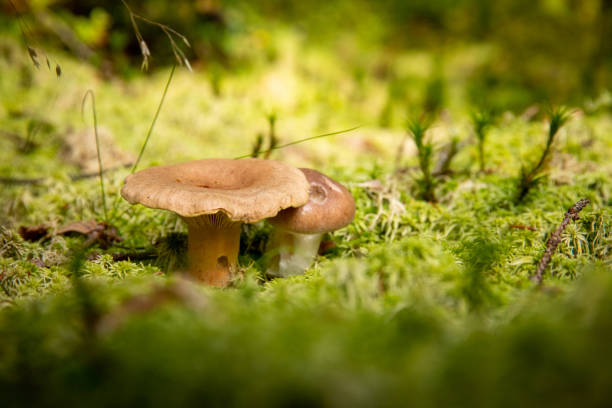 close up of small mushrooms in forest