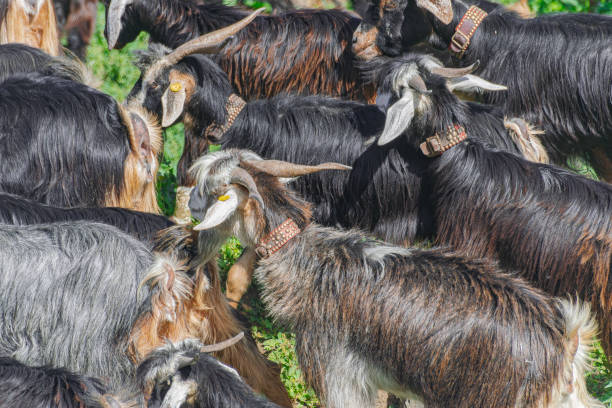Herd of goats, walking through a meadow, with sunlight, in Tenerife, Canary islands