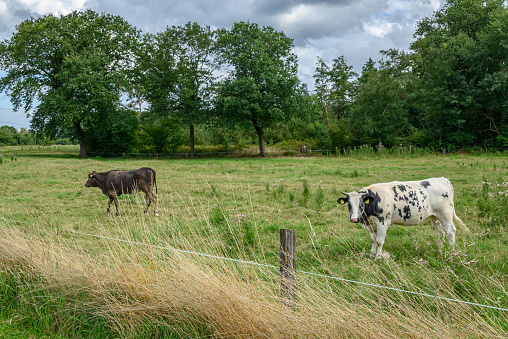 summer time in the german muensterland near Borken