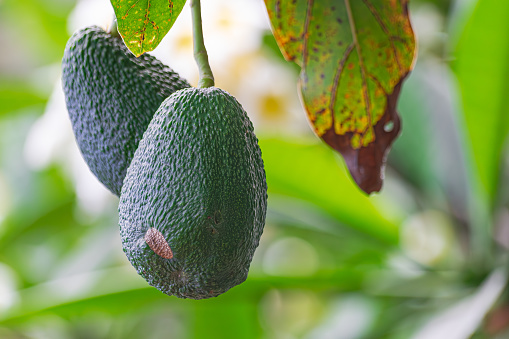 hass avocados, (persea americana), hanging on a tree, ready to harvest