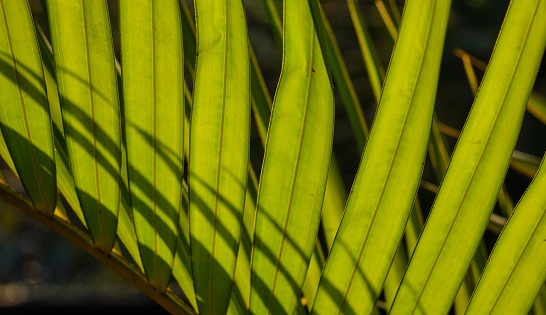 Green palm leaf under sun light at sunny day. Close up.