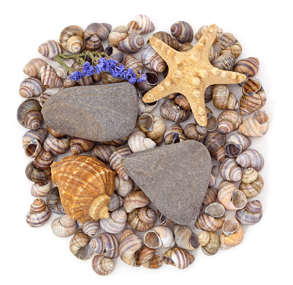 Seashells, pebbles, starfish, dried flowers isolated on a white background.