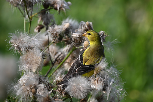 Close up of a female American Goldfinch bird gathering material for nesting
