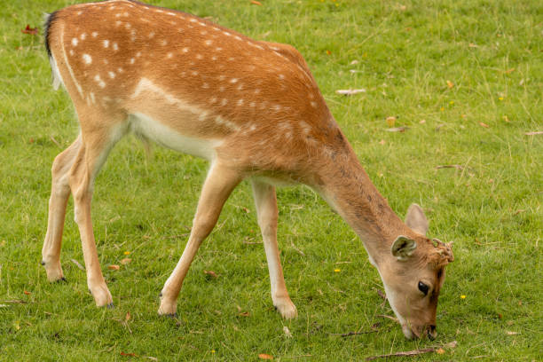 istock Deers at dunham massey 1614453980