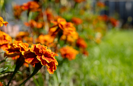 flowers marigolds orange in the garden