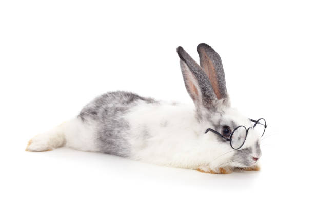 istock Beautiful white rabbit in glasses. 1614458947