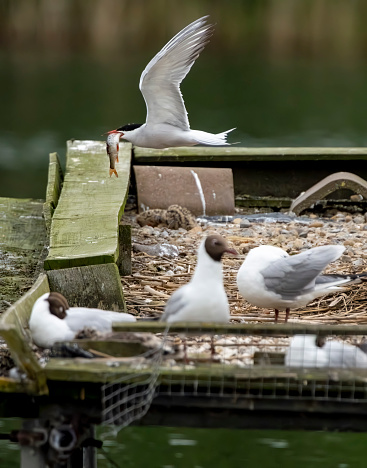 Common tern flying over a nest table in Gosforth Park Nature Reserve.