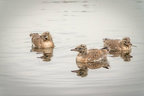 Seagull chicks on Gosforth Park Nature Reserve lake on a wet and miserable day.