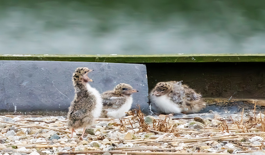 Common tern chicks on a nest table in Gosforth Park Nature Reserve.