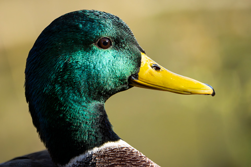 close-up portrait of a male mallard duck