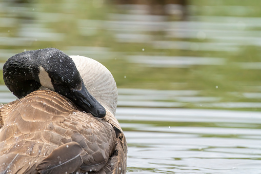 Canada goose splashing and preening in a lake in Gosforth Park Nature Reservee