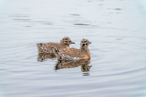 Seagull chicks on Gosforth Park Nature Reserve lake on a wet and miserable day.