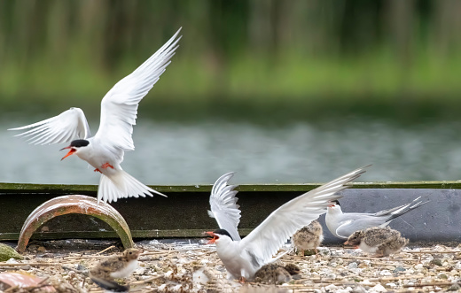 Common tern flying over a nest table in Gosforth Park Nature Reserve.