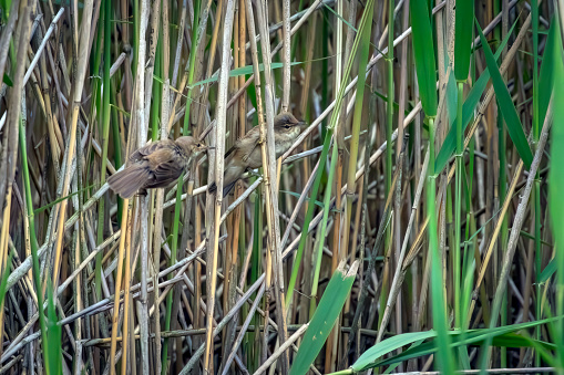 Reed warblers in a reedbed in Gosforth Park Nature Reserve.