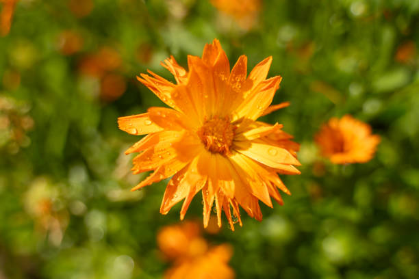 istock orange flowers and rain drops 1614474815
