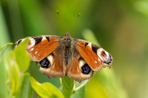 Isolated dorsal view of male blue pansy butterfly ( Junonia orithya Linnaeus ) with clipping path