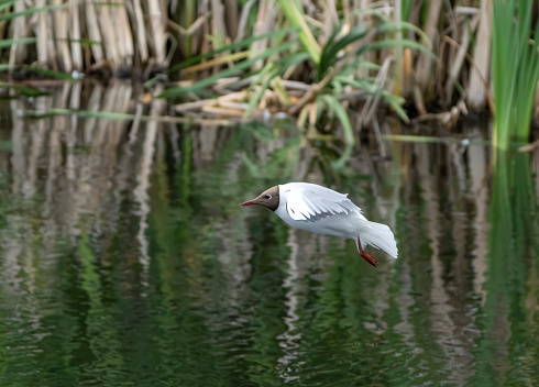 Black headed gull flying over a lake in Gosforth Park Nature Reserve.