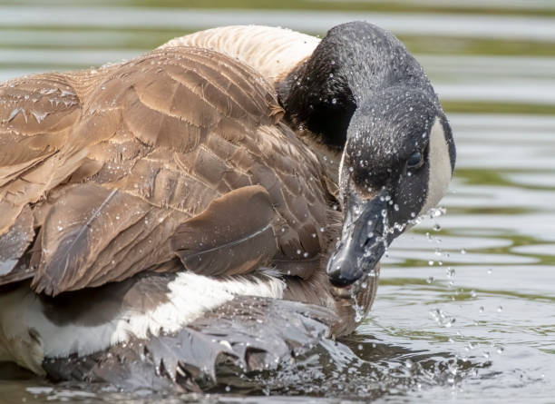 istock Canada goose splashing and preening in a lake in Gosforth Park Nature Reserve 1614480711