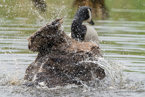 Canada goose splashing and preening in a lake in Gosforth Park Nature Reservee