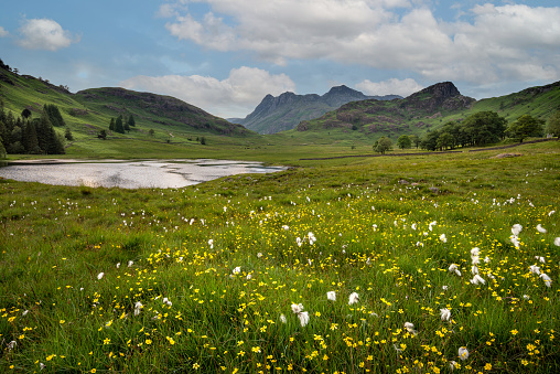 Wildflowers spread across green open landscape with view of Cumbrian mountains in background. Beautiful Summer daytime landscape background with blue sky and clouds. Blea Tarn, Lake District, UK.