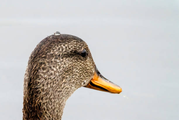 Juvenile mallard feeding in a lake in Gosforth Park Nature Reserve