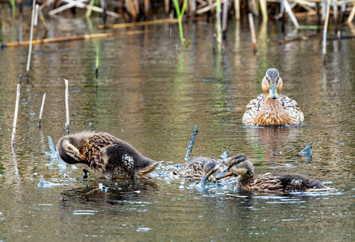 Mallard family on a lake in Gosforth Park Nature Reserve
