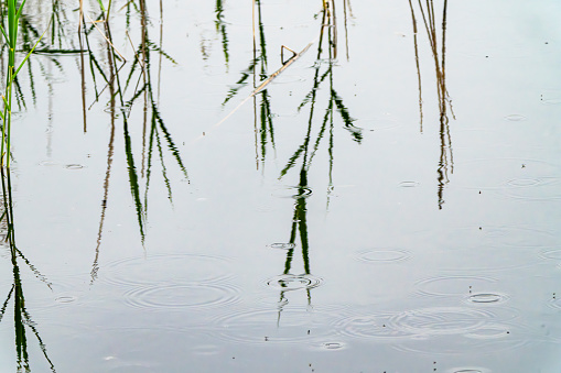 Reedbed in the rain with its reflection in the lake.