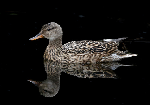 Juvenile gadwall feeding in a lake in Gosforth Park Nature Reserve