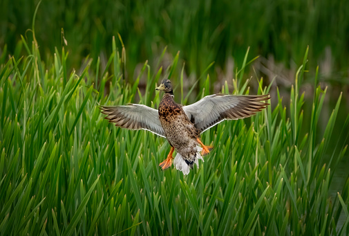 Juvenile mallard flying in to land on a lake in Gosforth Park Nature Reserve