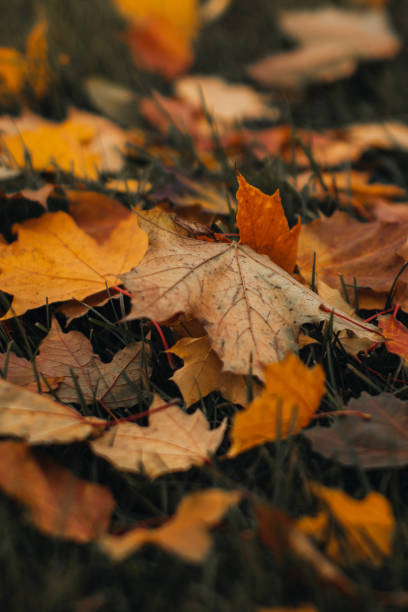 istock Yellow orange fallen dry maple leaves on the ground in the forest. 1614490419