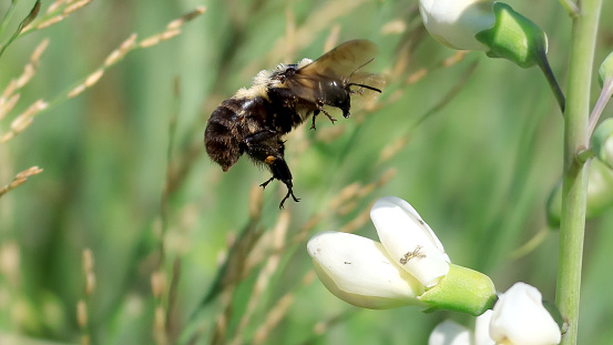 A large bee landing on a white flower